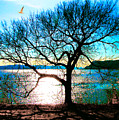 Piermont Tree