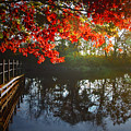 Autumn Creek Magic