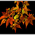Japanese Maple