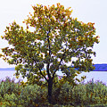One Tree Hudson River View