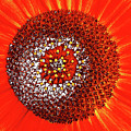 Sunflower Close