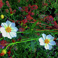 Two Daisies