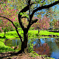 Tappan Park Spring