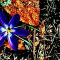 Crocus wild