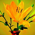 DoubleFlower